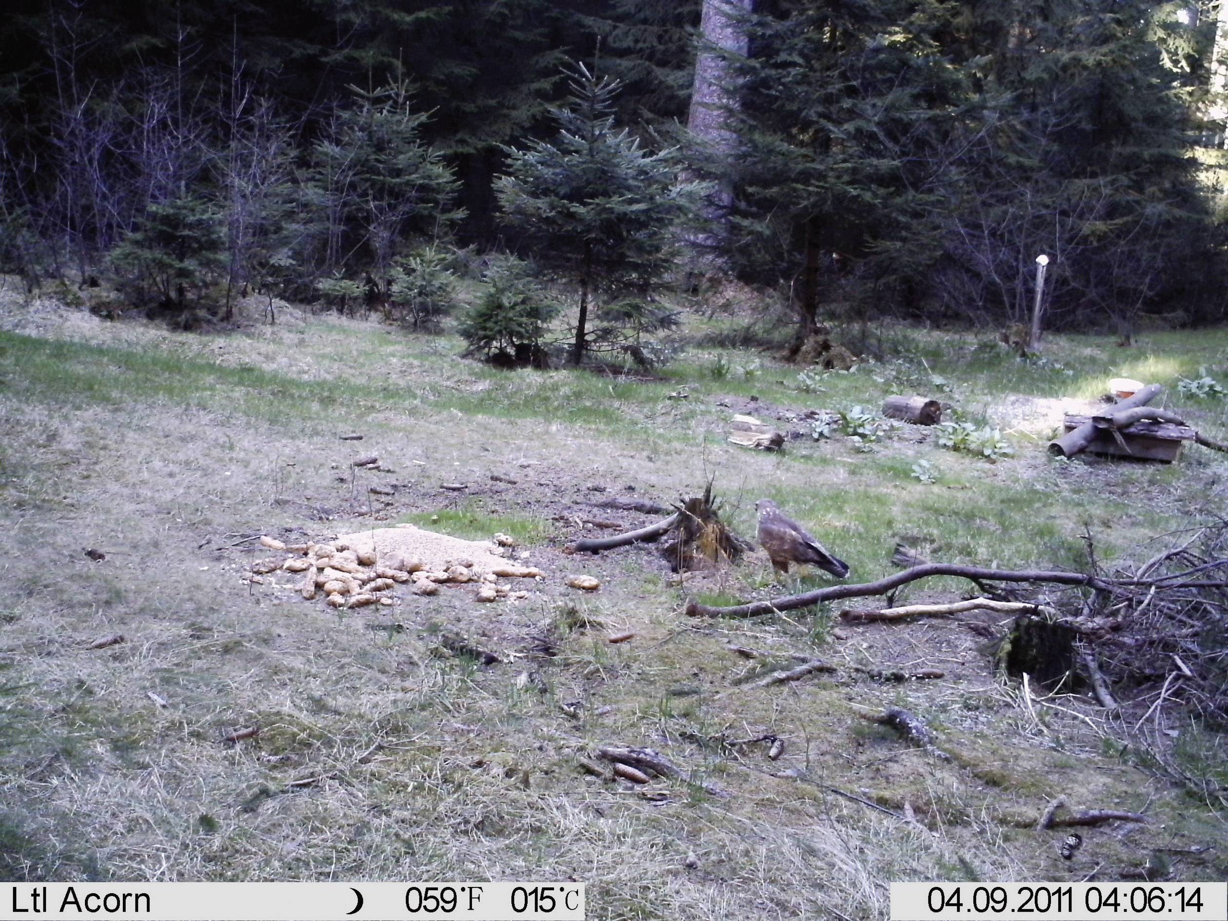 Deux oiseaux sur une clairière dans la forêt, entourés de petits arbres et de branches. Des morceaux de nourriture sont éparpillés sur le sol.