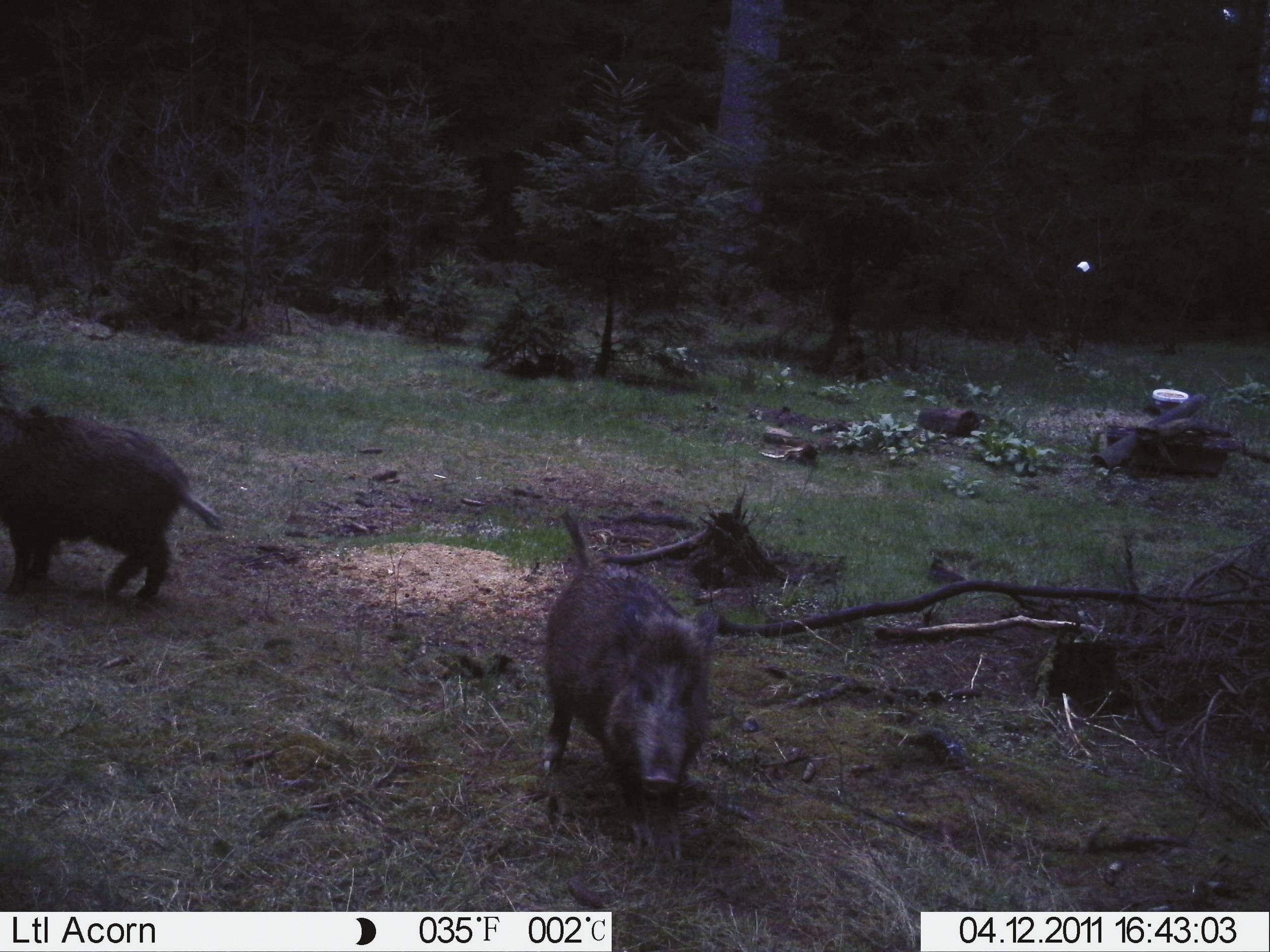 Deux sangliers traversent une forêt sombre pendant la nuit. En arrière-plan, on aperçoit des arbres et une zone herbeuse ouverte.
