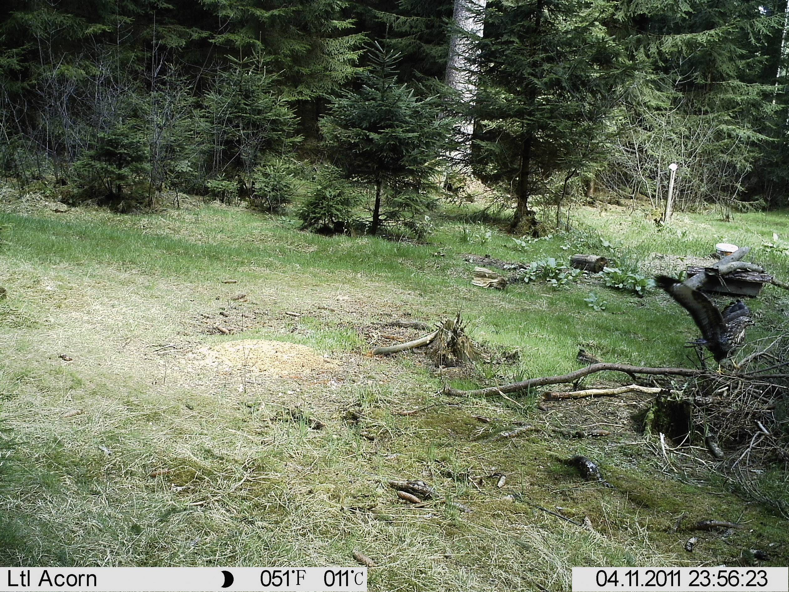 Un jardin avec une pelouse et des arbres environnants. Un oiseau s'approche de la droite, capturé par une caméra de surveillance la nuit.