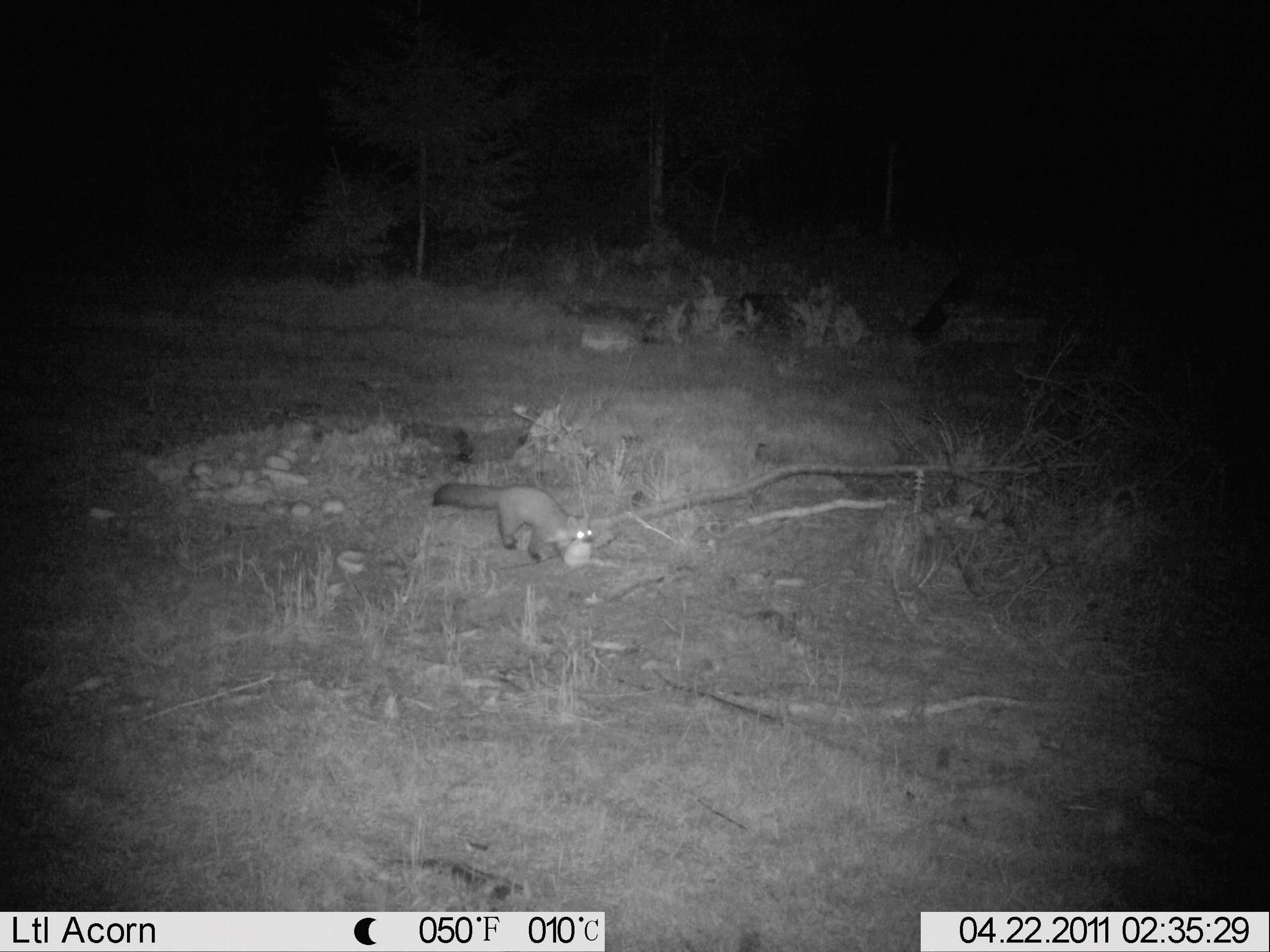 Caméra de chasse Berger & Schröter SG880MK18M/HD 18 Mill. pixel LED noires, télécommande, module GSM, enregistrement son-2