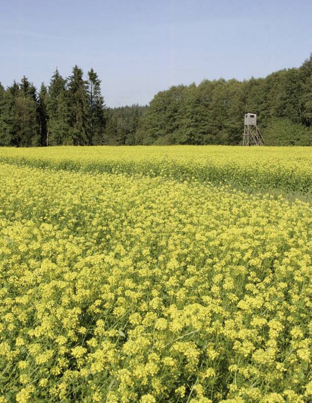 Un vaste champ rempli de fleurs jaunes s'étend jusqu'à la lisière de la forêt. En arrière-plan, un mirador se dresse à la bordure du bois.