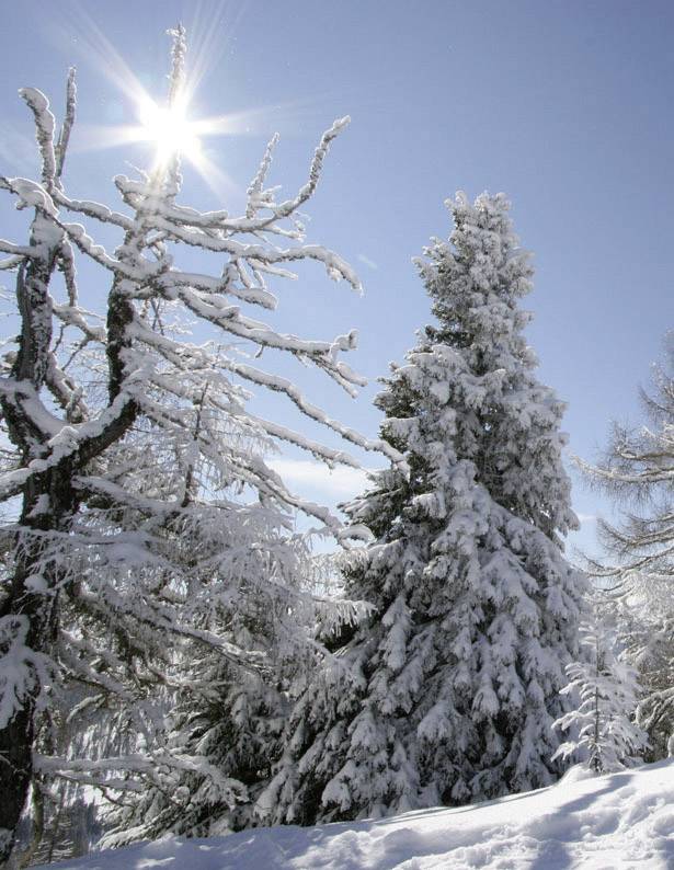 Arbres enneigés sous un ciel dégagé, avec un soleil radieux traversant les branches. Paysage hivernal.