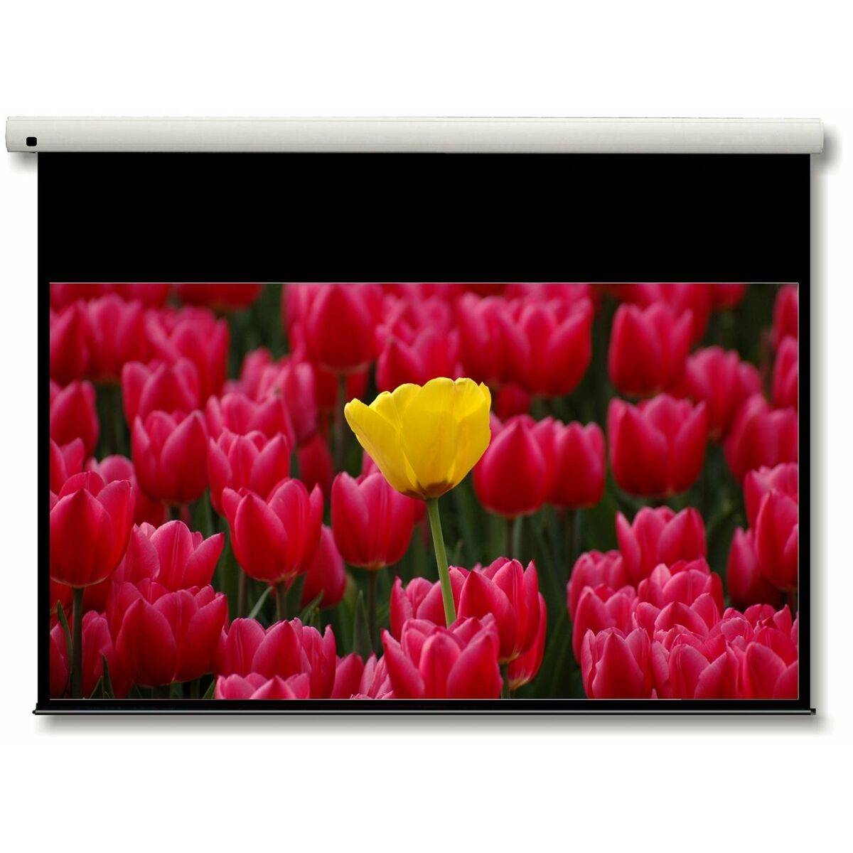 OPTOMA DE-9092EGA Ecran de Projection Electrique 6/9 149x213cm-1