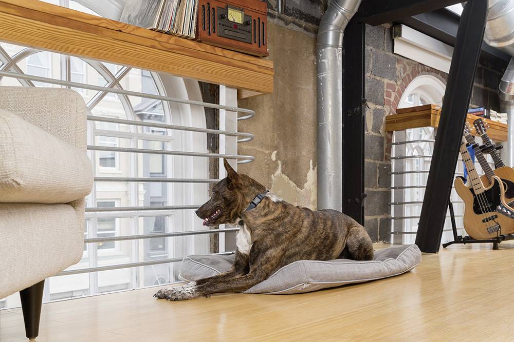 Petsafe Bellkontrolle zaštita od pasjeg lajanja 1 St.-1