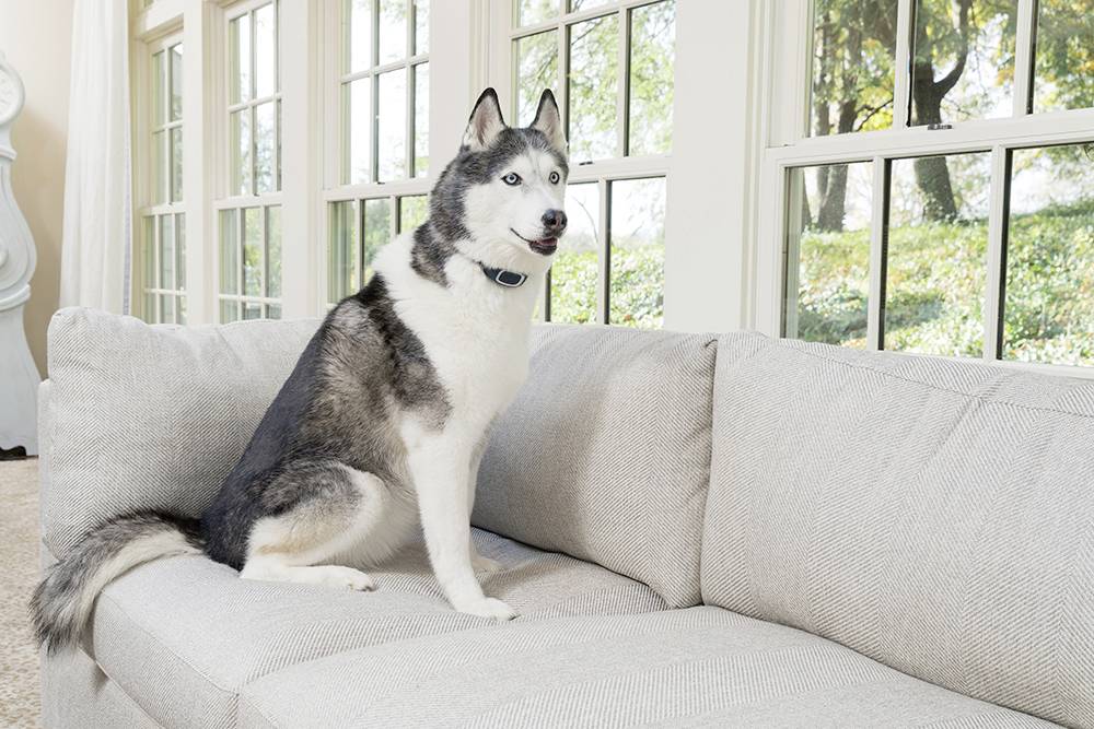 Petsafe Bellkontrolle zaštita od pasjeg lajanja 1 St.-3