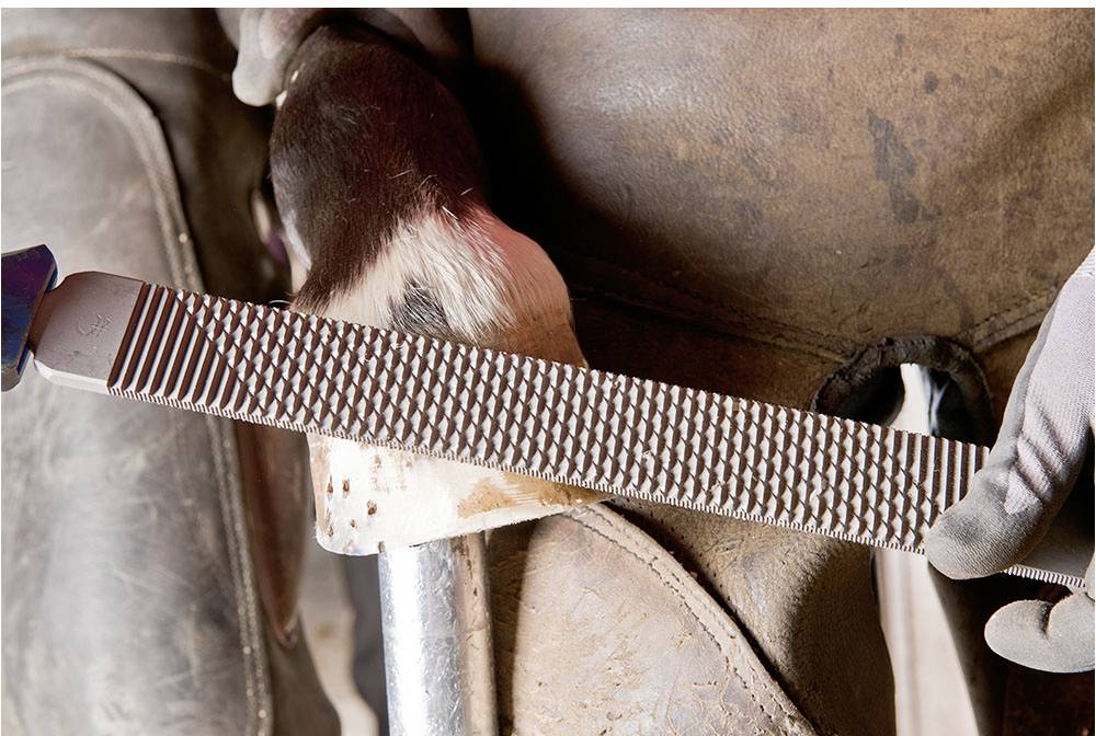 Osoba datira kopito konja turpijom za kopita u bliskom kadru. Kopito se pažljivo obrađuje.