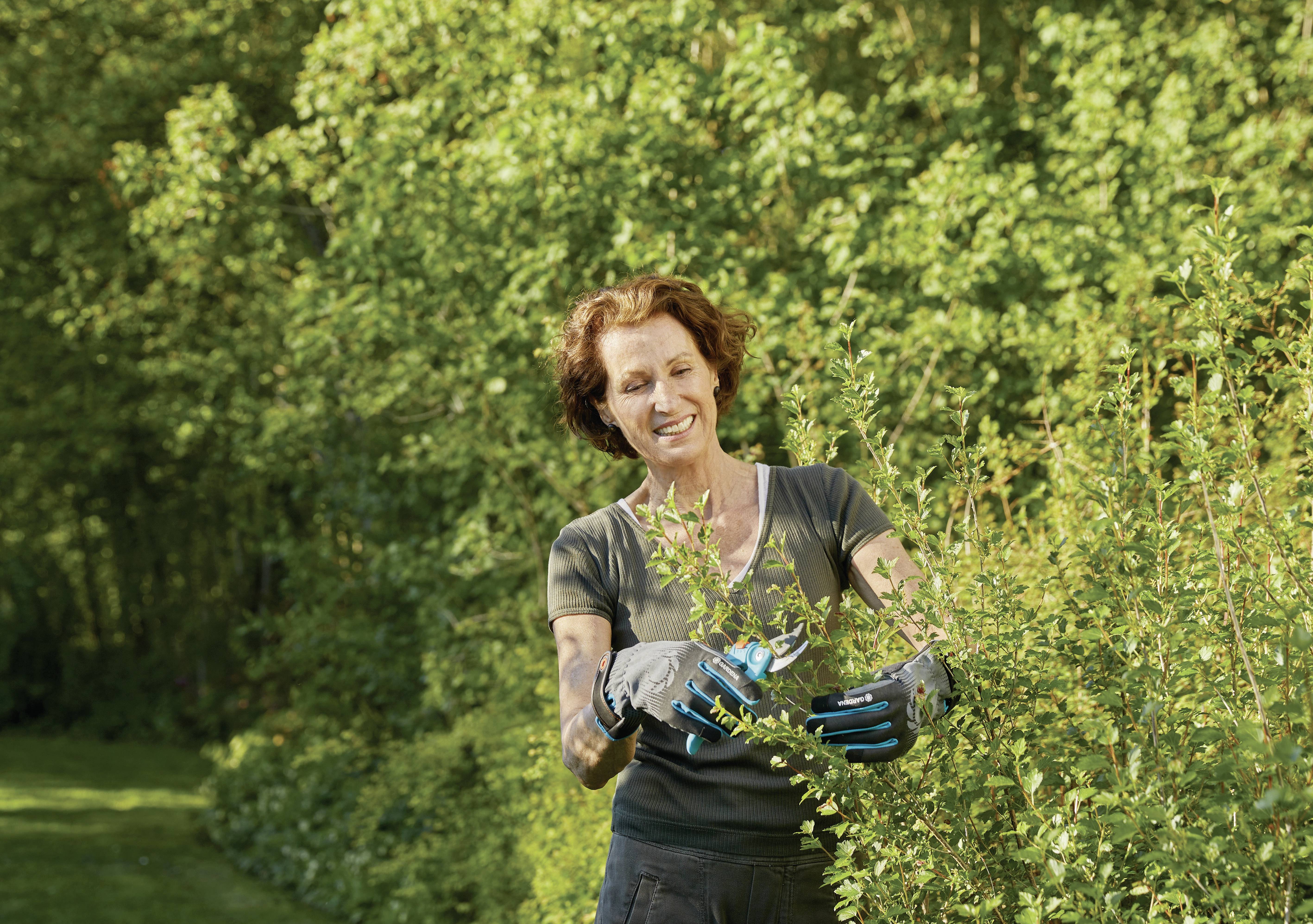 Žena noževima za rezanje grmlja reže grm u sunčanom vrtu. Nosi rukavice i djeluje vrlo koncentrirano.