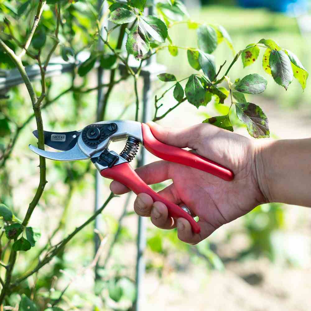 Jedna ruka drži crvene vrtne škare i reže granu ruže. U pozadini se vide zelene listove.