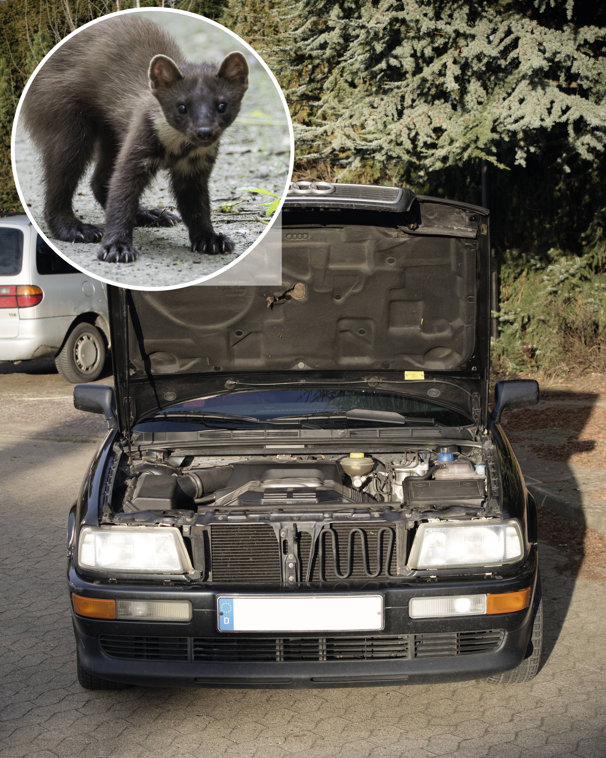 Automobil s otvorenim poklopcem motora stoji na ulazu u dvorište. U zasebnoj kružnoj slici prikazan je kuna (ili kuna widespread).