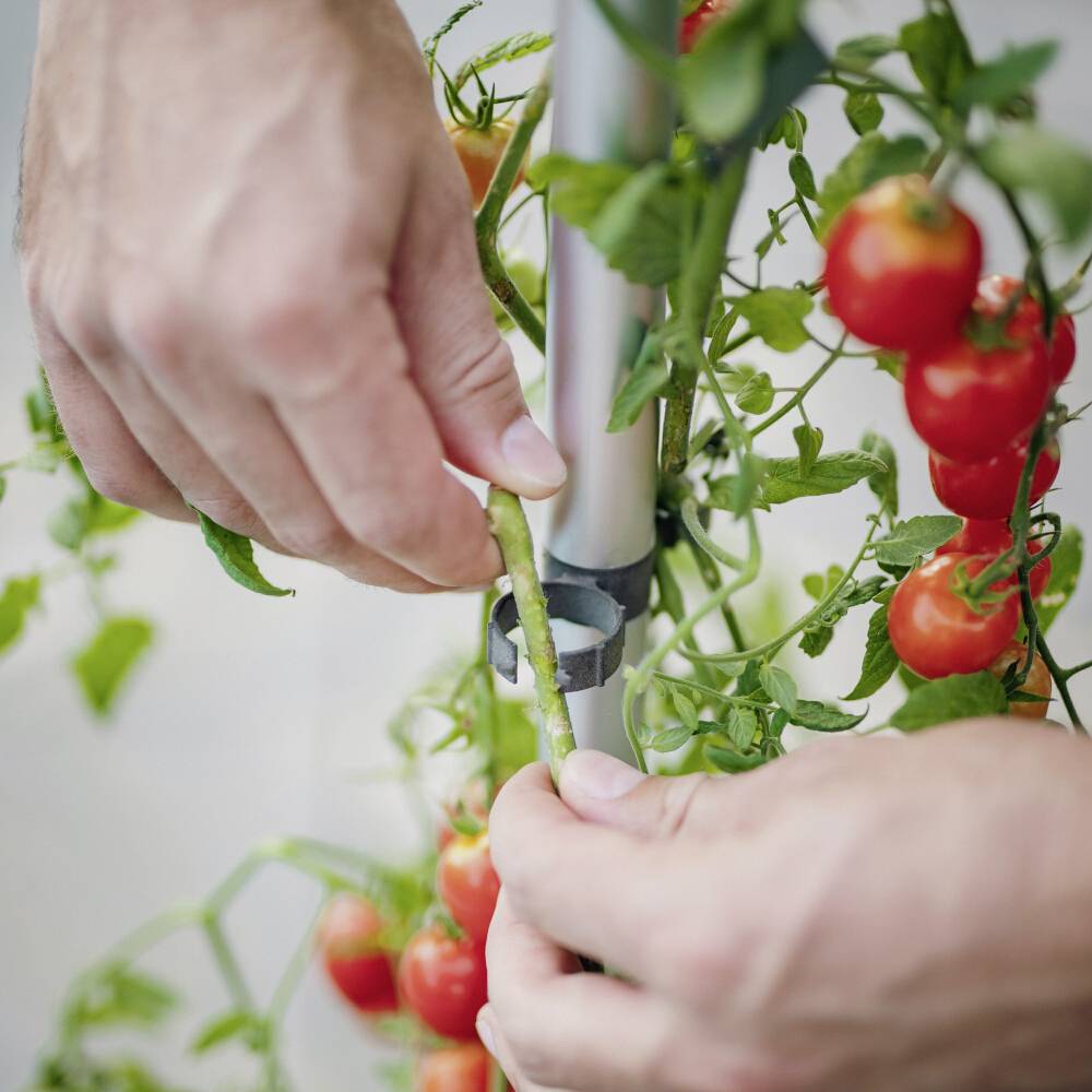Osoba bere crvene cherry rajčice s biljke, prikazuje ruke koje rade na grani s zrelim rajčicama.