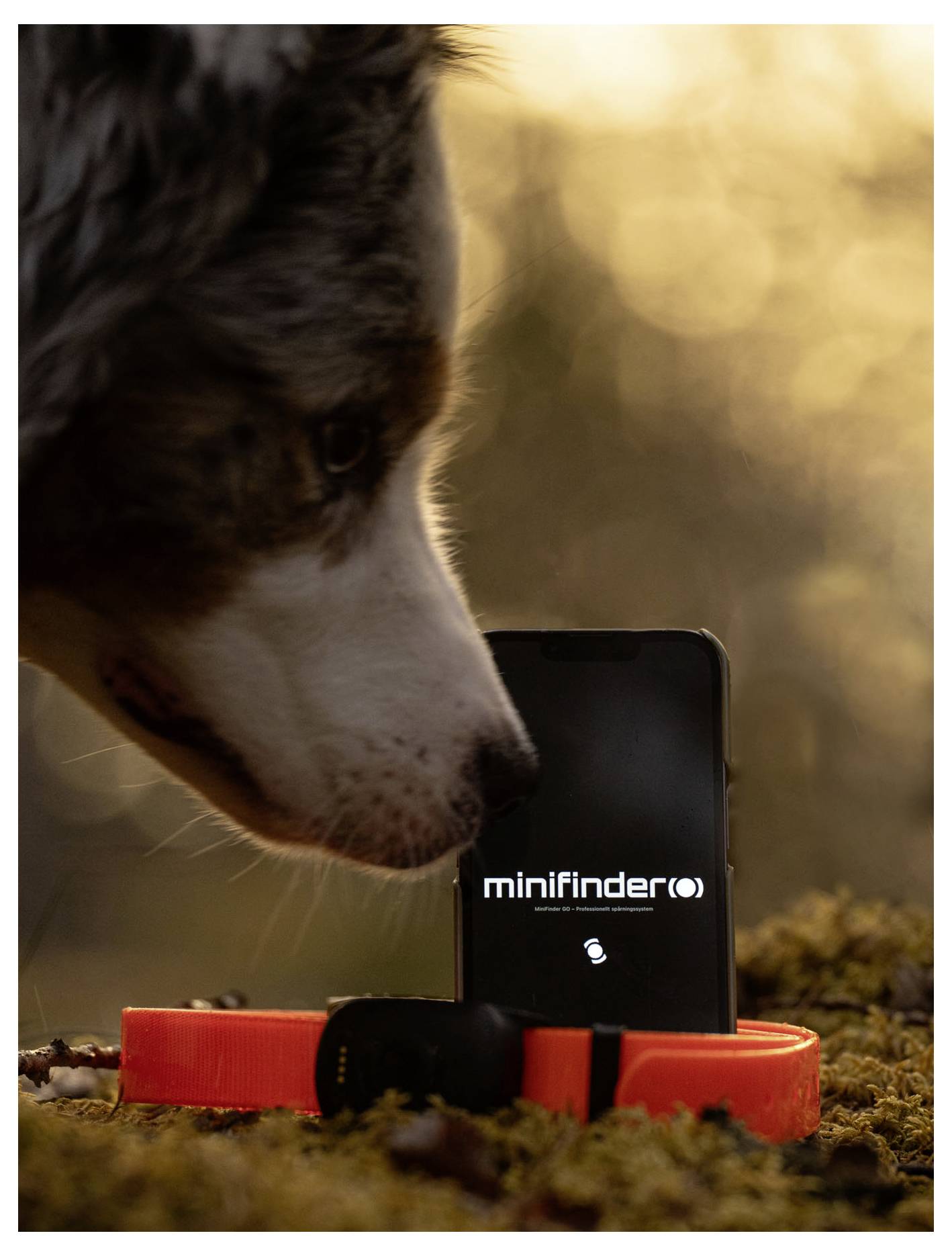 Pas detaljno pregleda pametni telefon na kojem je prikazan logo 'minifinder', sa sjajnom narančastom ogrlicom i uređajem za praćenje postavljenim ispred.