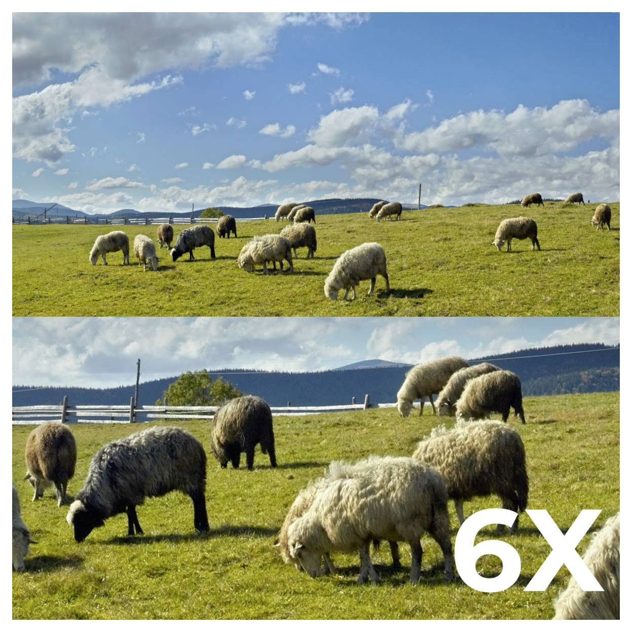 Dvije slike ovaca koje se pasu na travnatim poljima pod plavim nebom. Donja slika je označena s '6X', što ukazuje na mogući zum ili pojačanje.