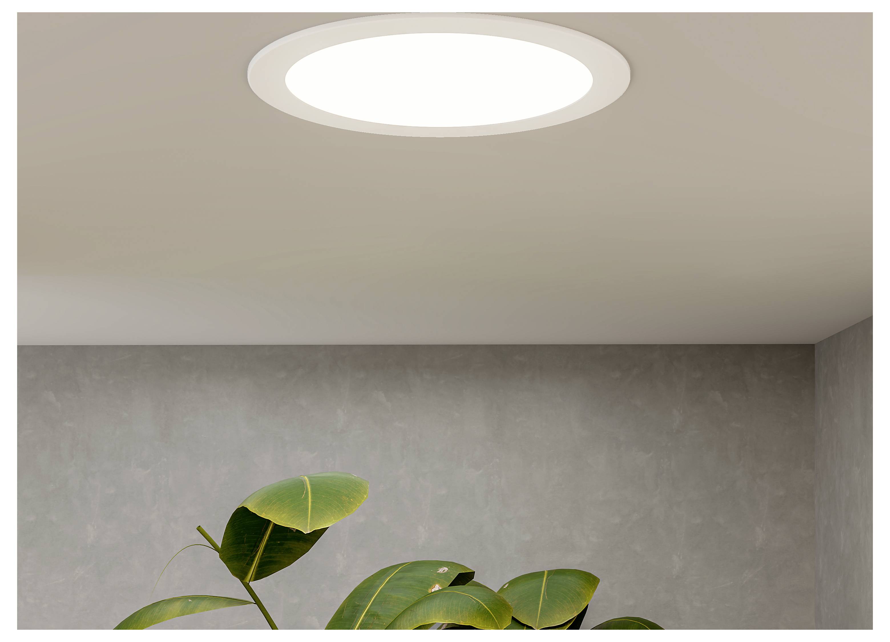 Plafon okrugle lampe montiran na strop iznad sive zida s vidljivim zelenim lišćem biljke pri dnu.