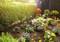 Egy életteli kert tarka virágágyásokkal és zöld sövényekkel az előtérben. A háttérben virágcserepek sorakoznak egy fa teraszon.