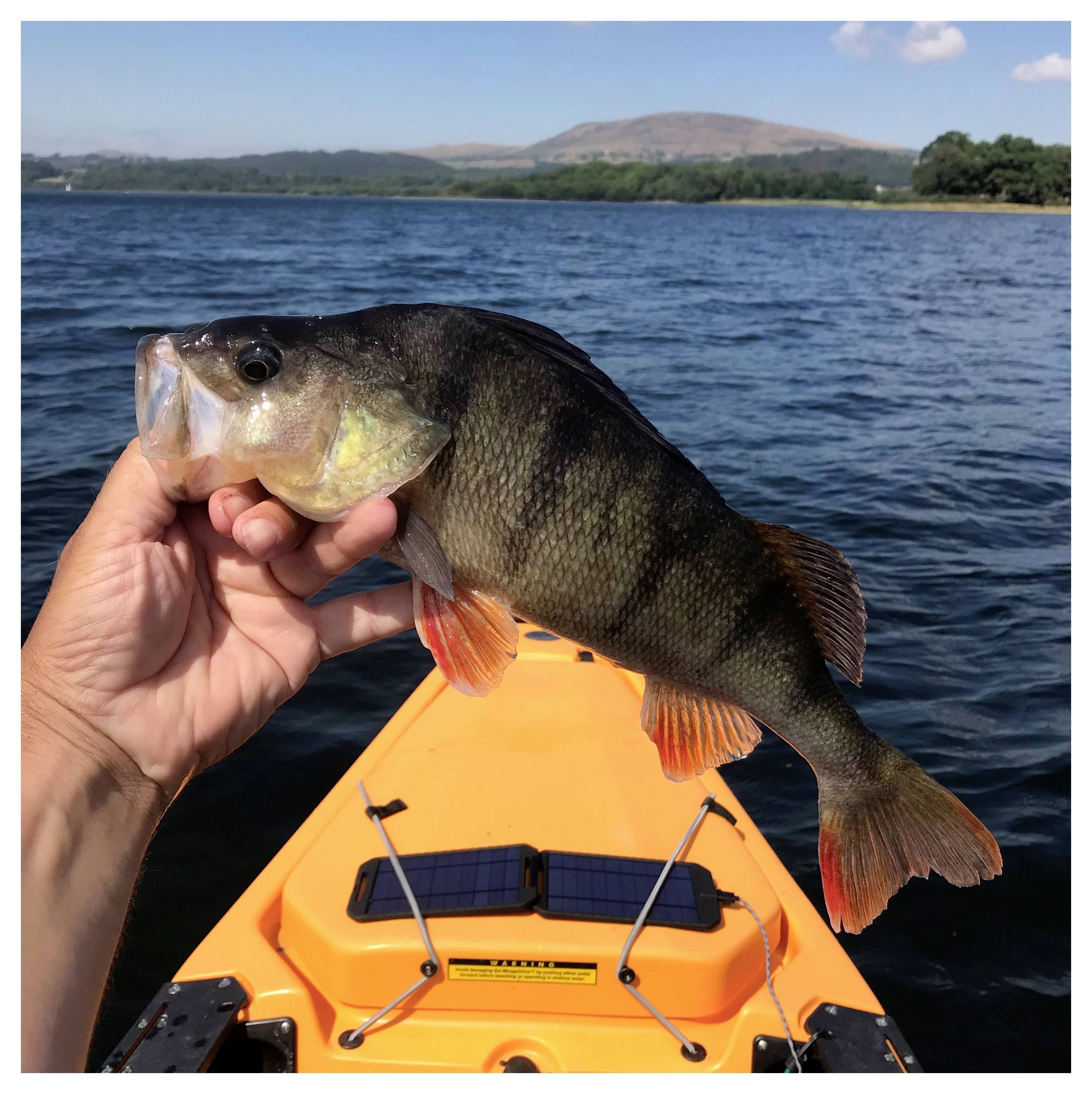 Egy kéz egy nagy halat tart egy kajakból kimagasodva egy nyugodt tavon, a távolban egy partvonal és dombok láthatók egy tiszta égbolt alatt.