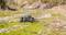 Egy távirányítású autó gyorsan halad egy mohával benőtt, köves úton egy természetes környezetben, fákkal a háttérben.