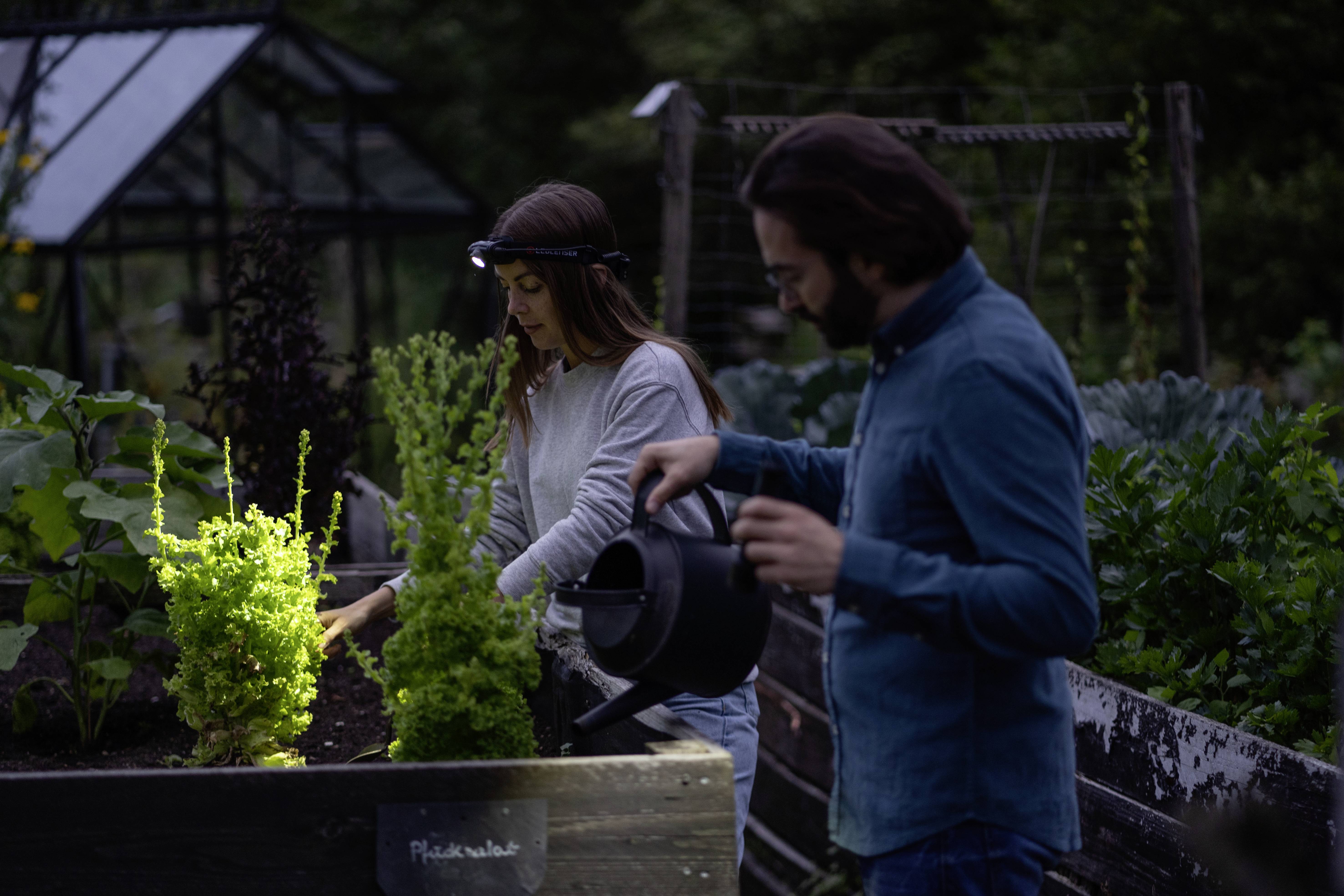 Egy nő és egy férfi növényeket öntöz egy kertben este. A nő fejlámpát visel, és az ég sötét.