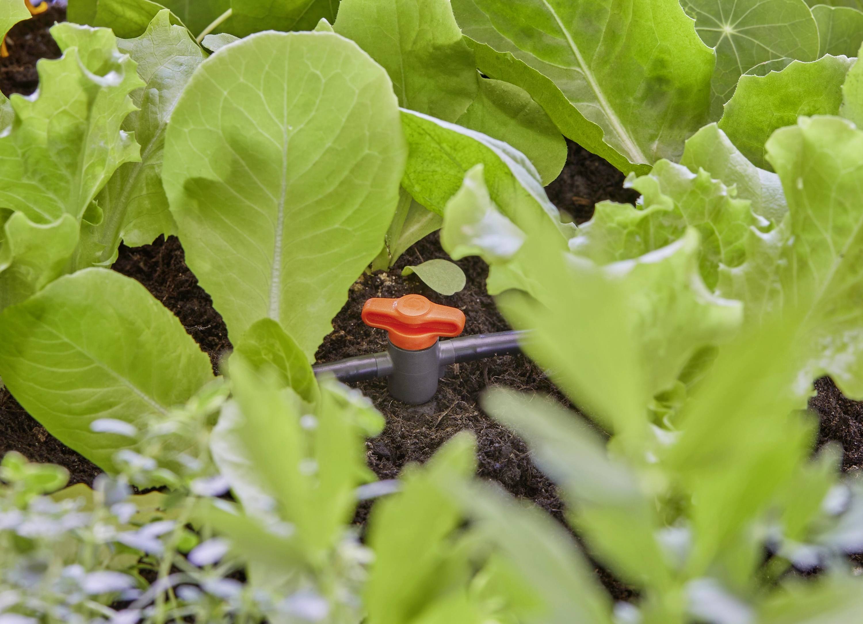 Egy zöldségeskert zöld salátával és öntözőrendszerrel. Egy narancssárga cseppet látni a talajban.
