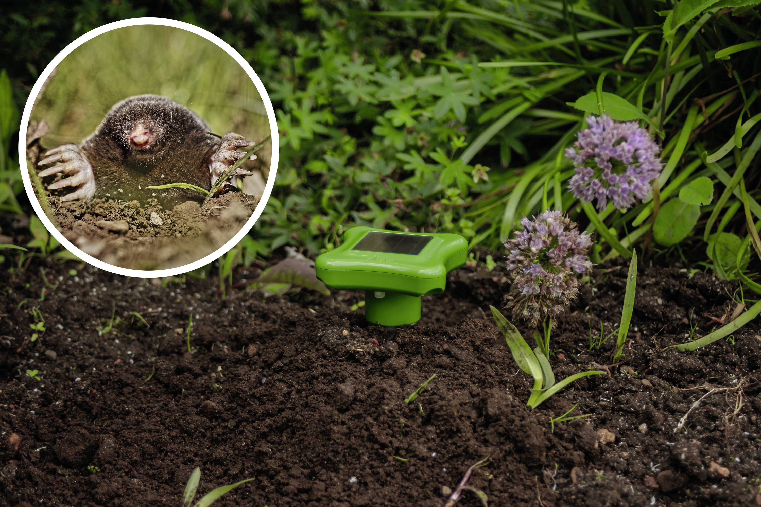 Vakond a kertben, egy riasztó napelemes eszköz mellett, föld és növények körülvéve.
