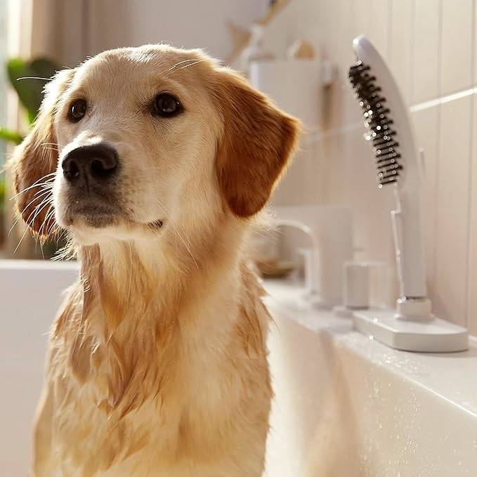 Egy nedves Golden Retriever ül a kádban, szőre csillog. A háttérben egy zuhanyfejet és fehér csempéket látni.