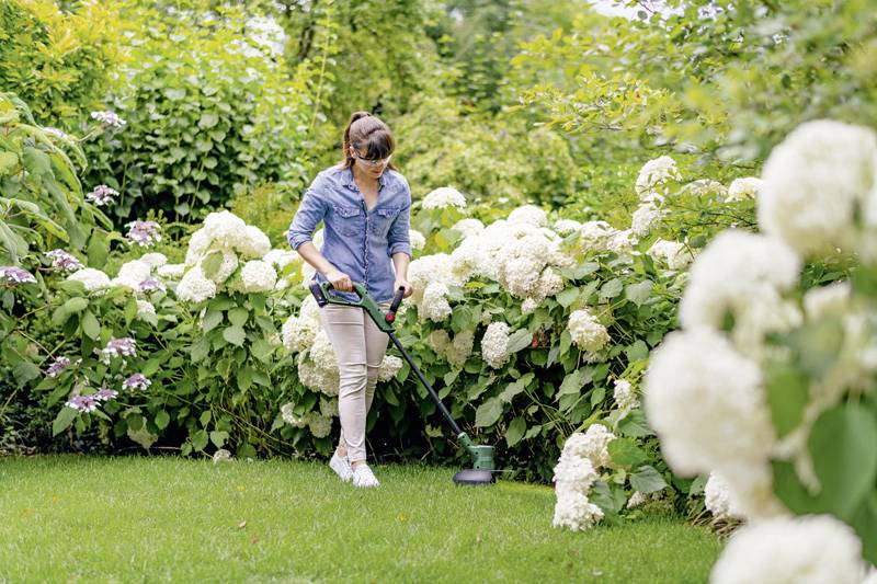 Egy ember fűnyíró géppel nyírja a füvet a kertben. Fehér hortenziák virágoznak a háttérben.