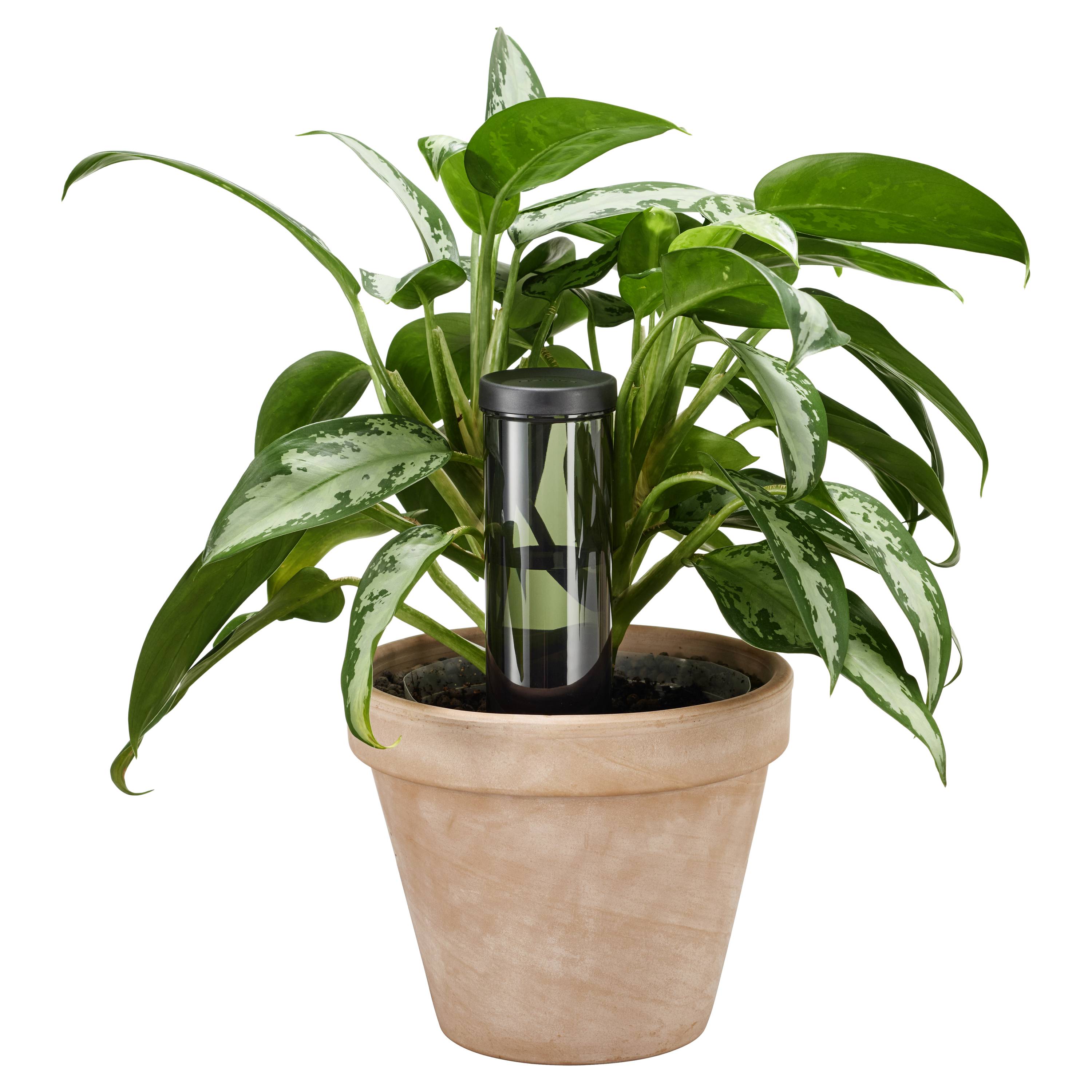 Egy zöld szobanövény áll egy terrakotta cserépben, amelynek közepén egy fekete öntözőkészülék van.
