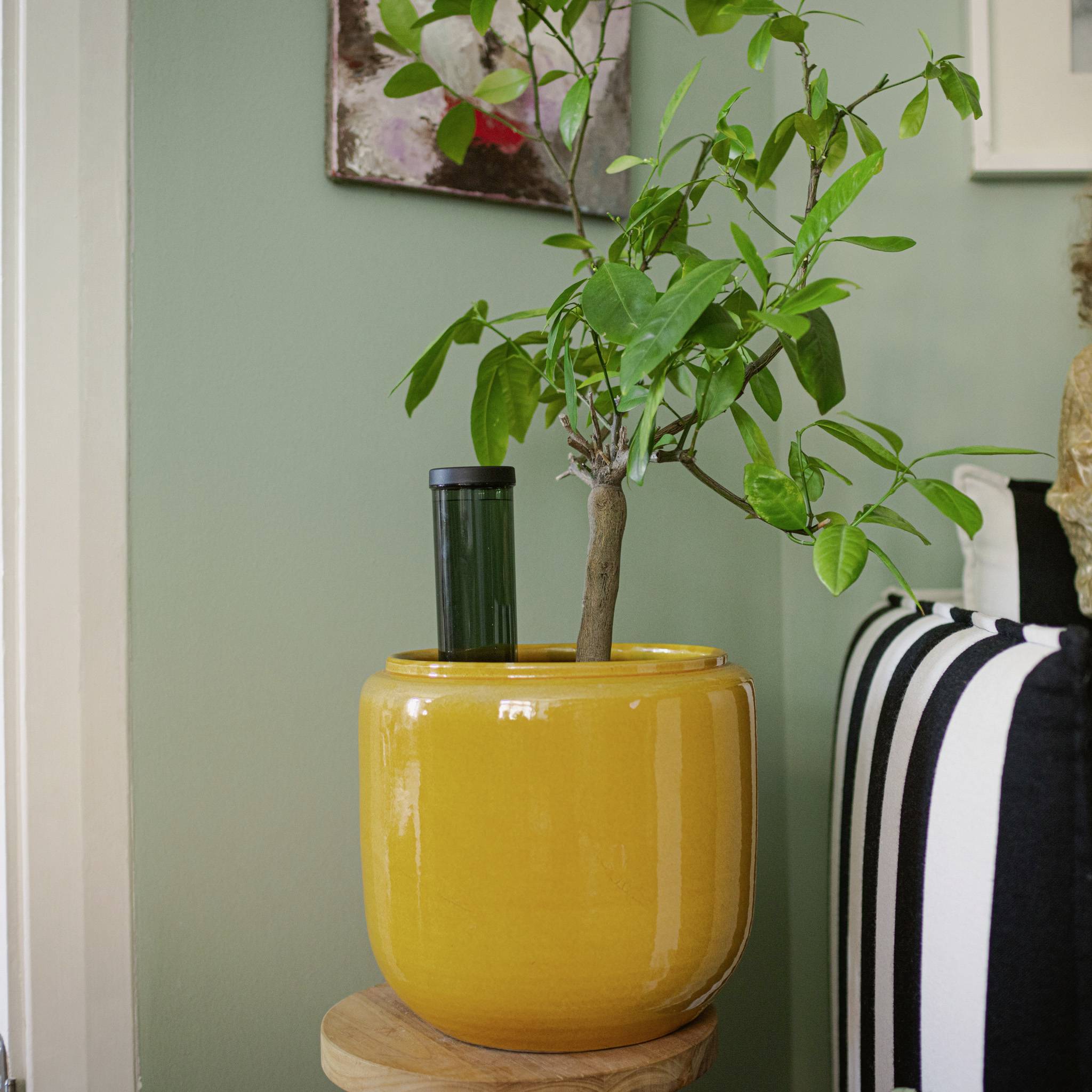 Egy sárga virágcserépben lévő növény áll egy kisasztalon. A háttérben egy zöld fal és egy keretezett kép látható.
