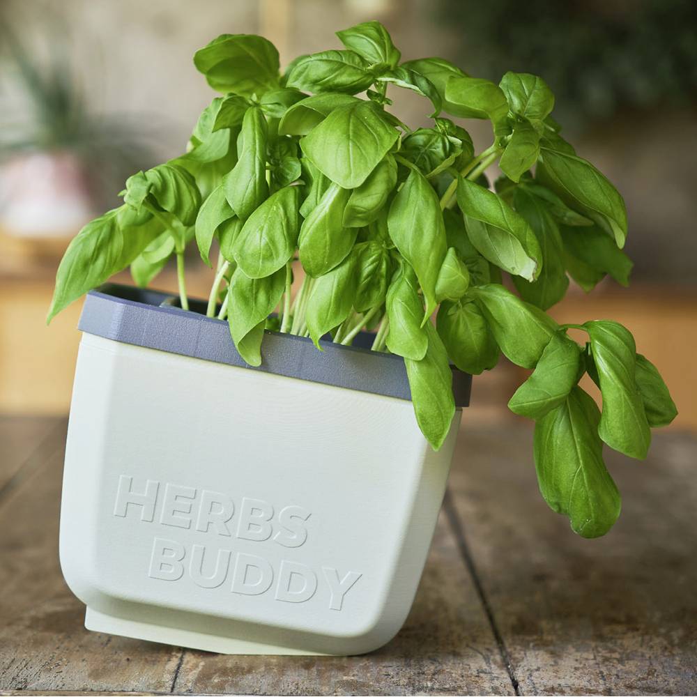 Fűszernövény cserép zöld bazsalikomlevelekkel, fa asztalon állva. A cserépen 'HERBS BUDDY' felirat látható.