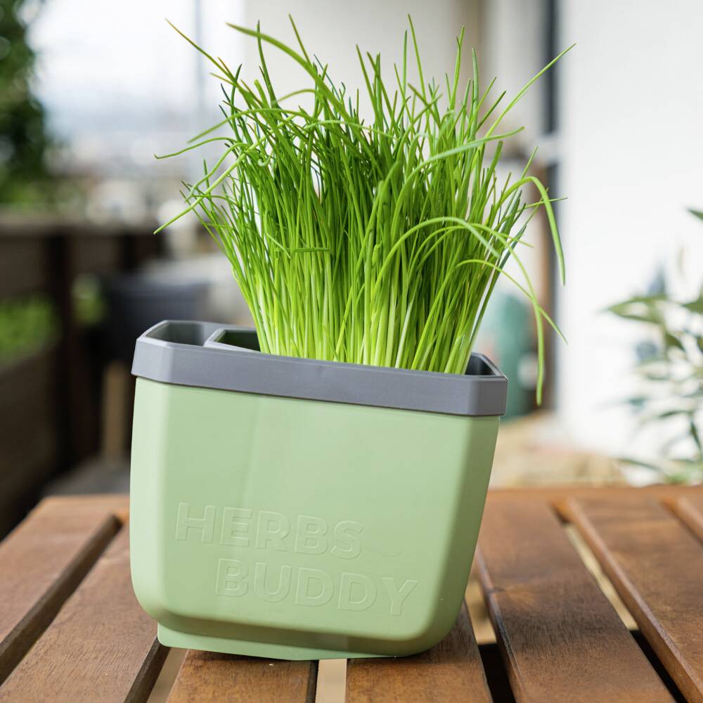 Egy zöld cserép 'HERBS BUDDY' felirattal friss, zöld füvet tartalmaz, egy fa asztalon áll a szabadban.