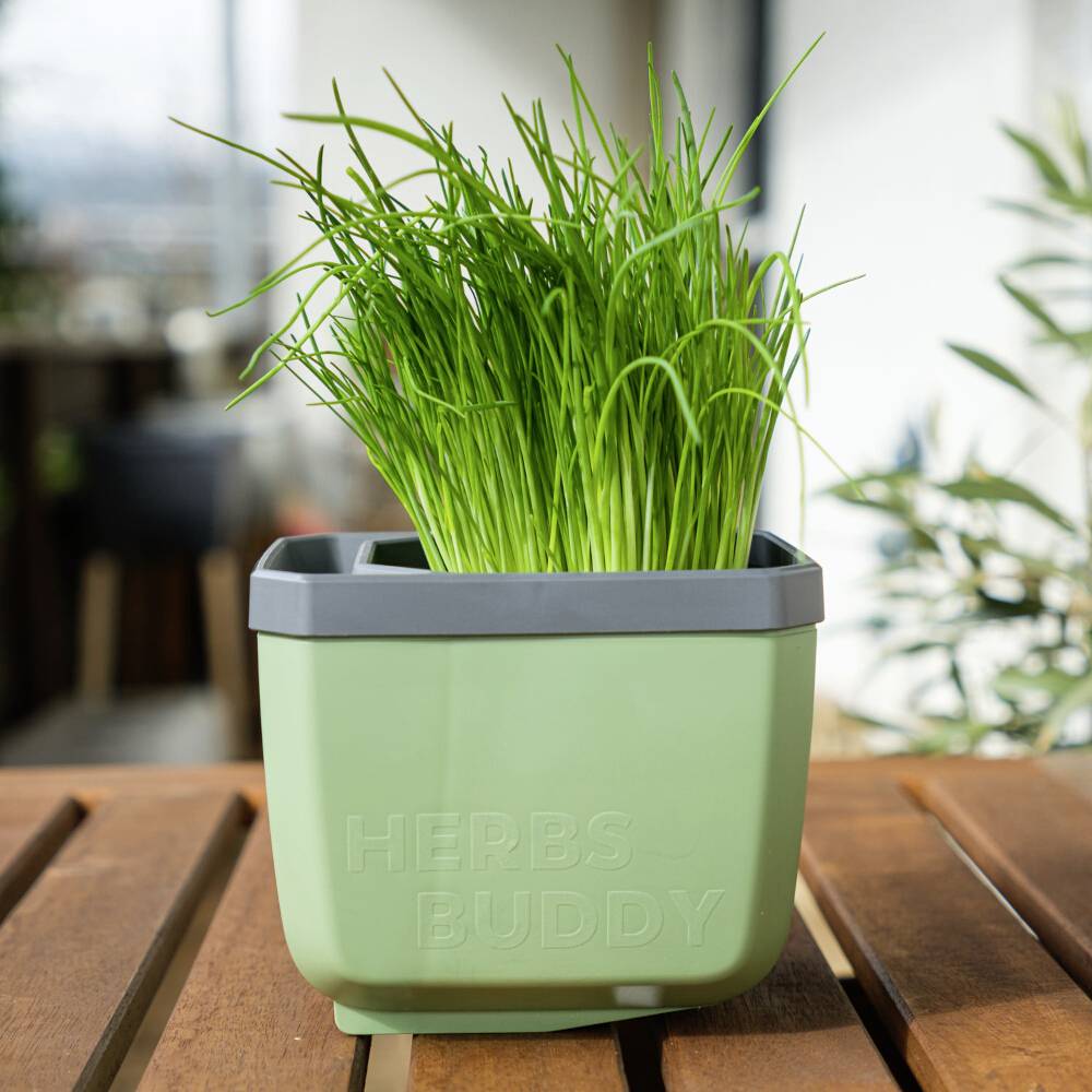 Egy 'Herbs Buddy' feliratú növénycserép friss, zöld füvet tartalmaz, és egy fából készült asztalon áll egy belső térben.