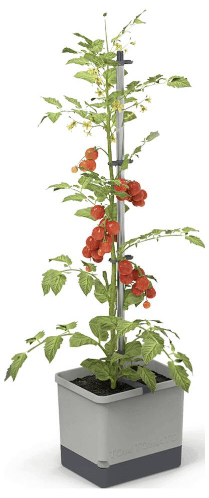 Egy paradicsompalánta-rendszer egy szürke ültetőládával és egy fémrúddal a növekedés támogatásához. A növényen piros paradicsom érik.