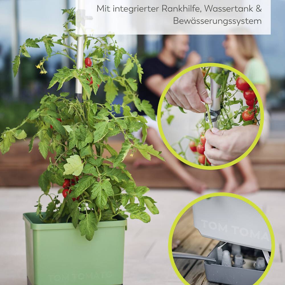 Zöld növénykád paradicsommal, beépített támasztórendszerrel és öntözőrendszerrel. Kezek paradicsomot szednek. Öntözőrendszer működés közben.