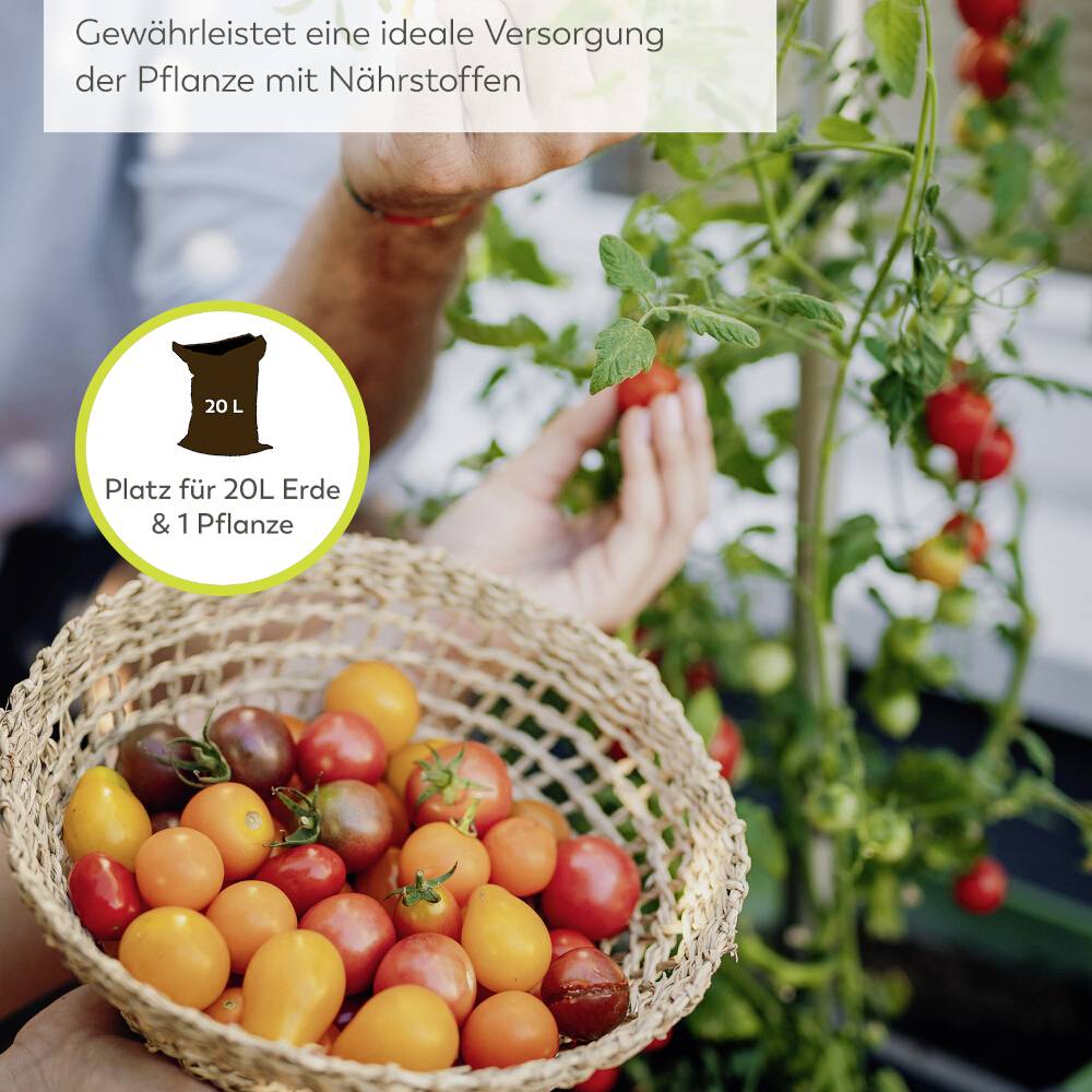 Személy cseresznyeparadicsomot szüretel a bokorrról. Egy kosár színes paradicsomot tart a kezében. A szöveg növénygondozásról tájékoztat.