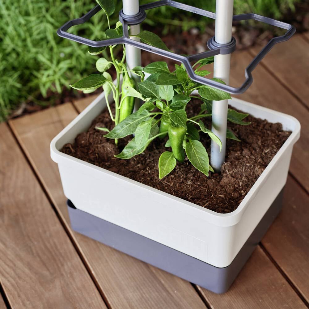 Növény egy téglalap alakú cserépben fa teraszon, fémráccsal megtámasztva. A zöld levelek kiemelkednek a földből.