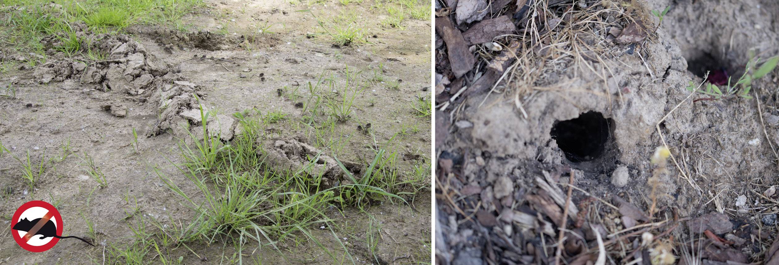 'Felszántott föld' és 'gödör a talajban', amelyet valószínűleg egy állat okozott. Bal alsó sarokban egy tábla: 'Borz belépése tilos'.
