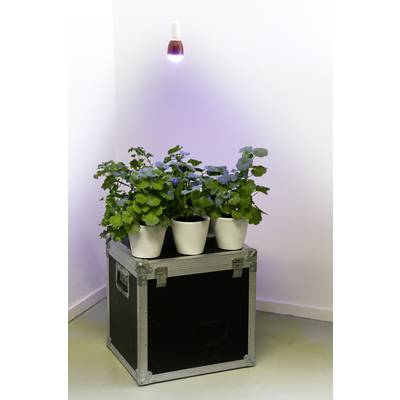Venso Növény lámpa  113 mm 230 V E27 7 W  Semleges fehér Izzólámpa forma  1 db