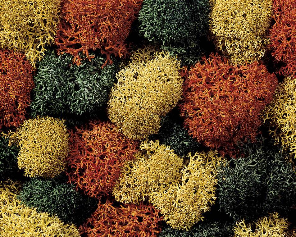 Tarka mohazuzmók vörös, sárga és zöld árnyalatokban sűrű, életteli mintázatot alkotnak.