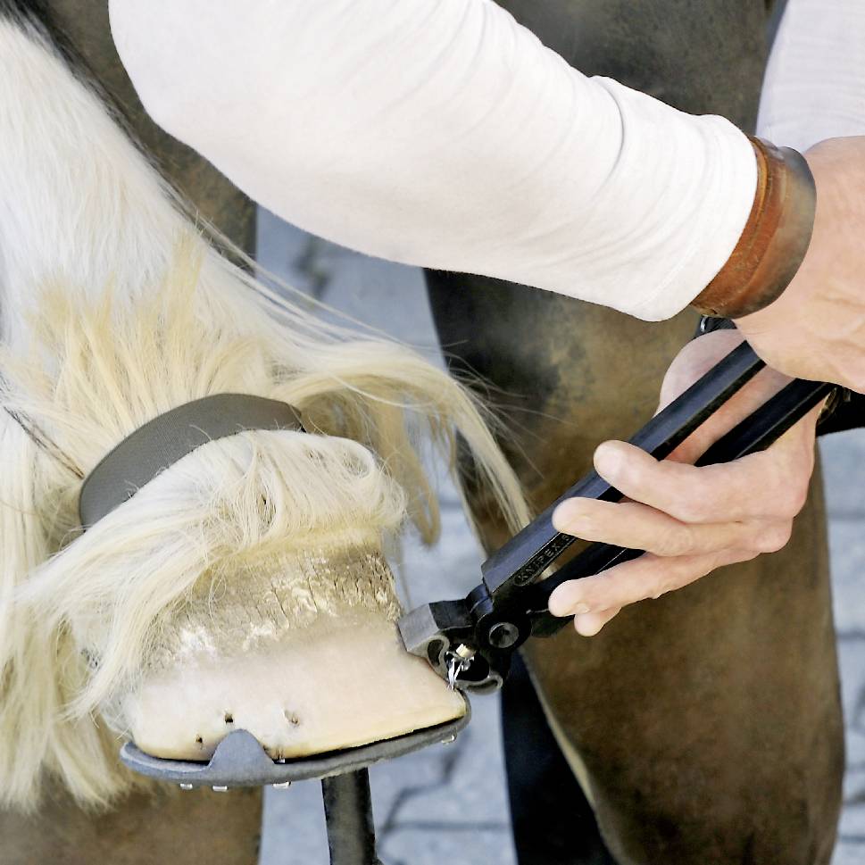 Una persona ferrare un cavallo lavorando lo zoccolo con degli attrezzi.