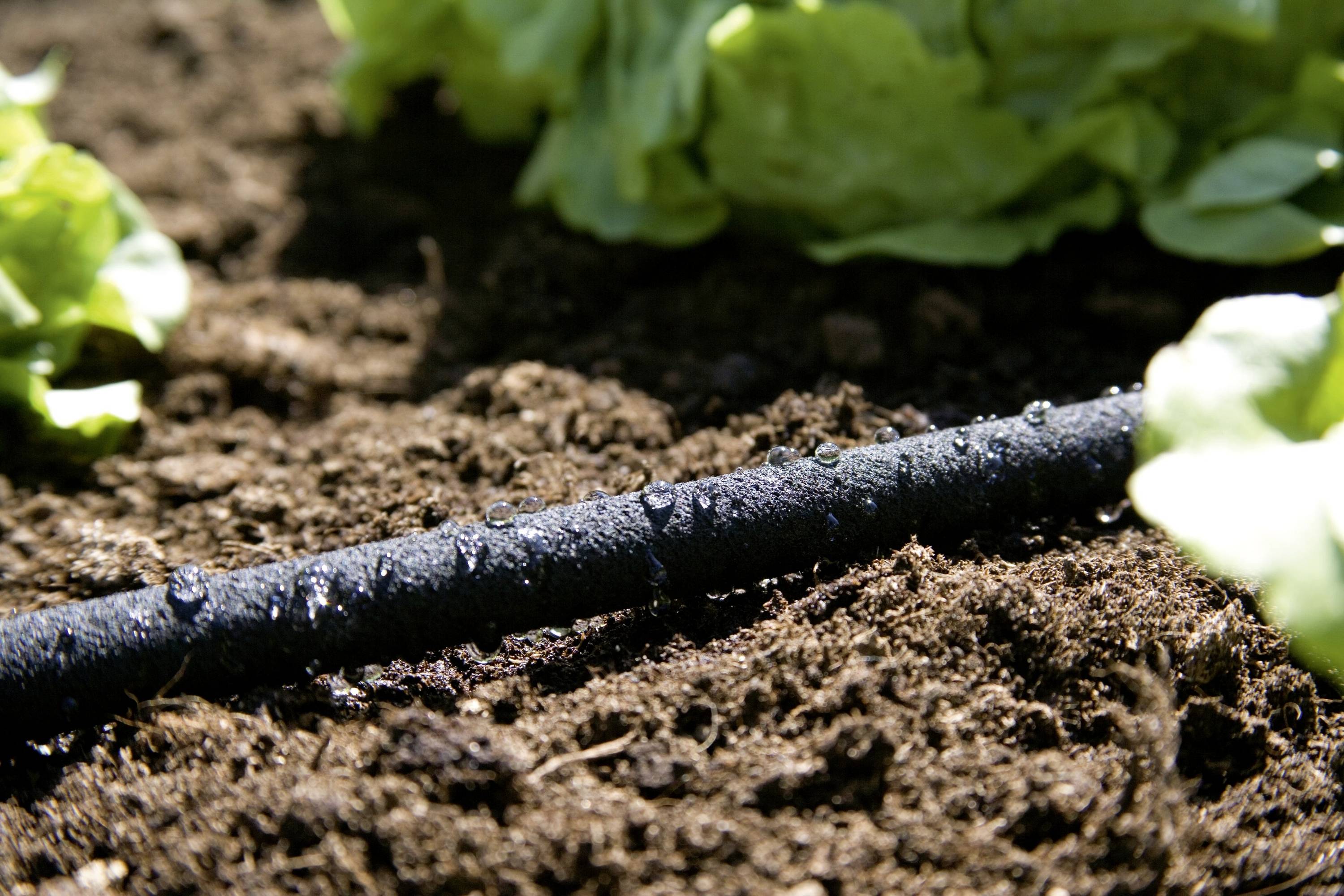 Un tubo per l'irrigazione versa acqua sul terreno in un giardino. Sullo sfondo sono visibili foglie verdi di piante.