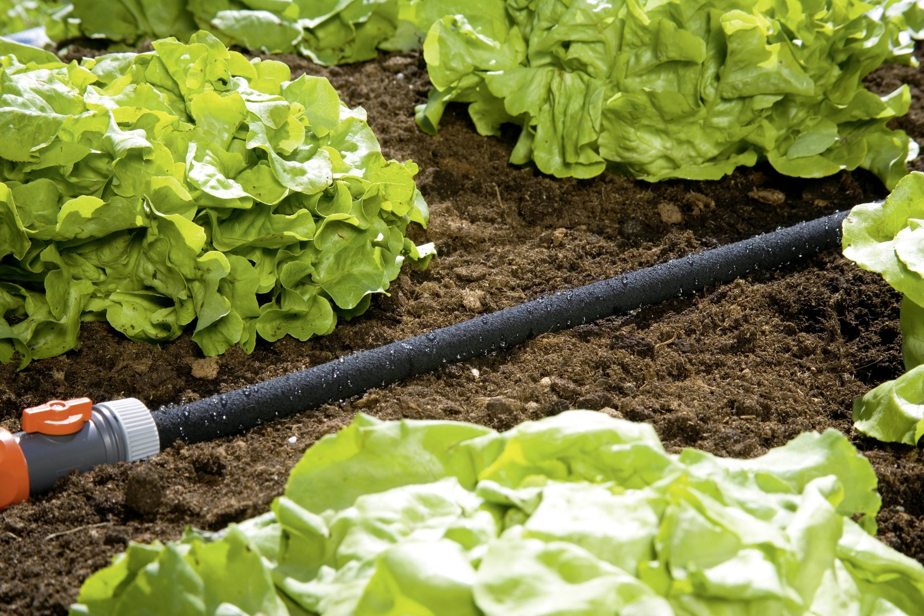 Un orto con file di insalata verde e un tubo di irrigazione nero che si snoda sopra il terreno arato.