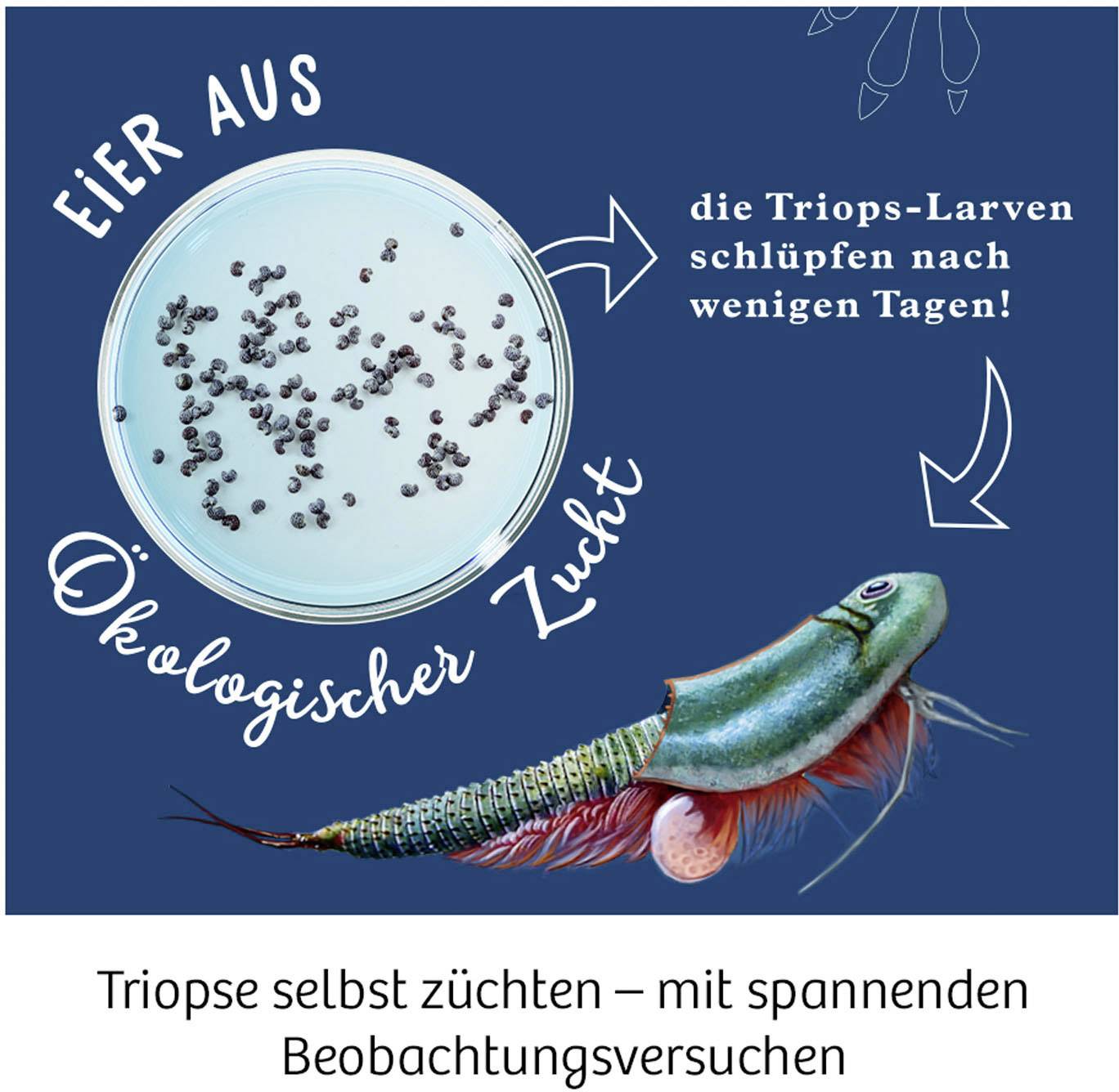 Le larve di Triops si schiudono da uova provenienti da allevamento ecologico. L'immagine mostra i Triops con frecce e il testo 'le larve di Triops si schiudono dopo pochi giorni!'.