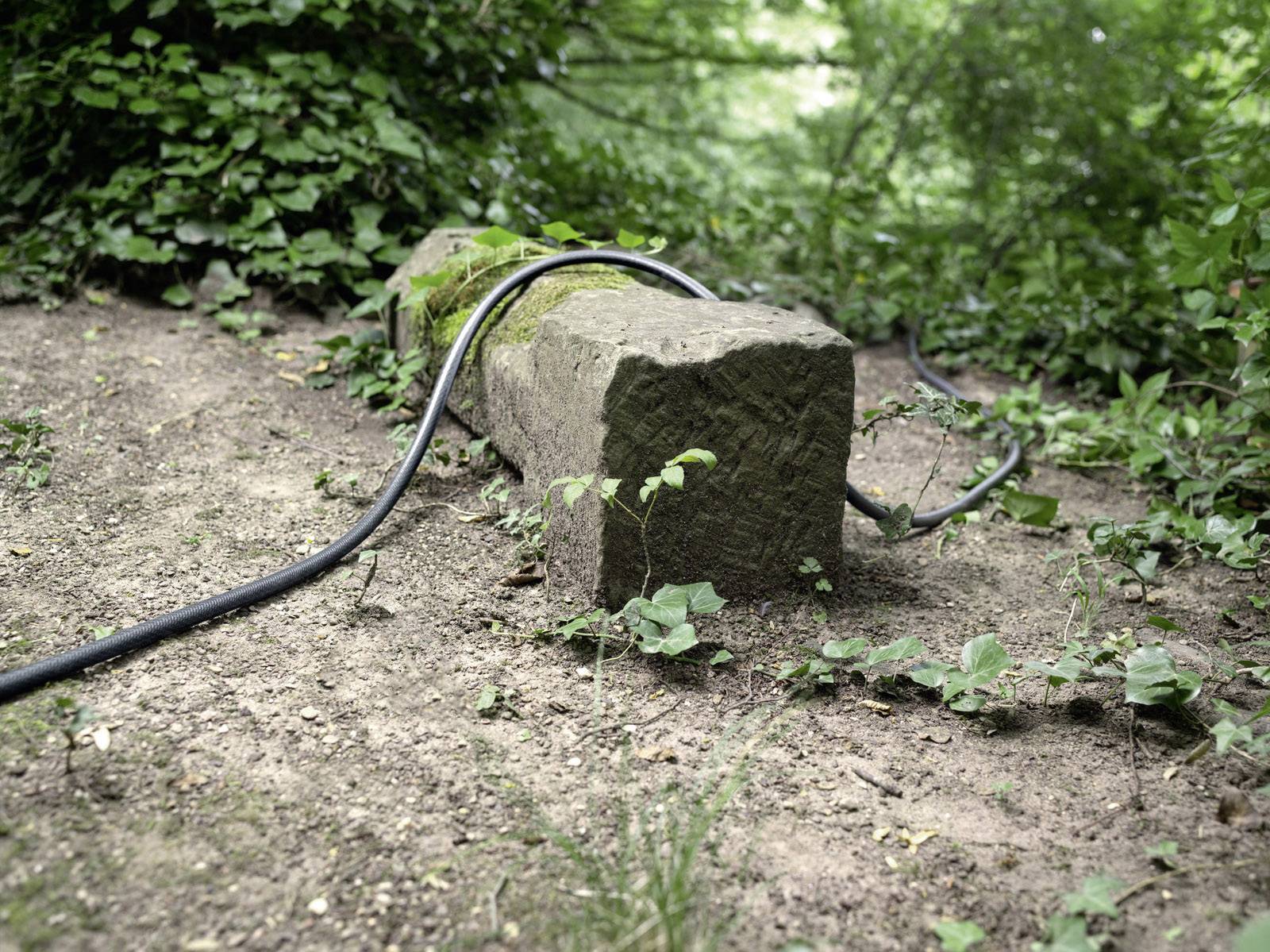 Una vecchia pietra ricoperta di muschio giace sul terreno boschivo, circondata da piante. Un tubo nero è avvolto intorno alla pietra.