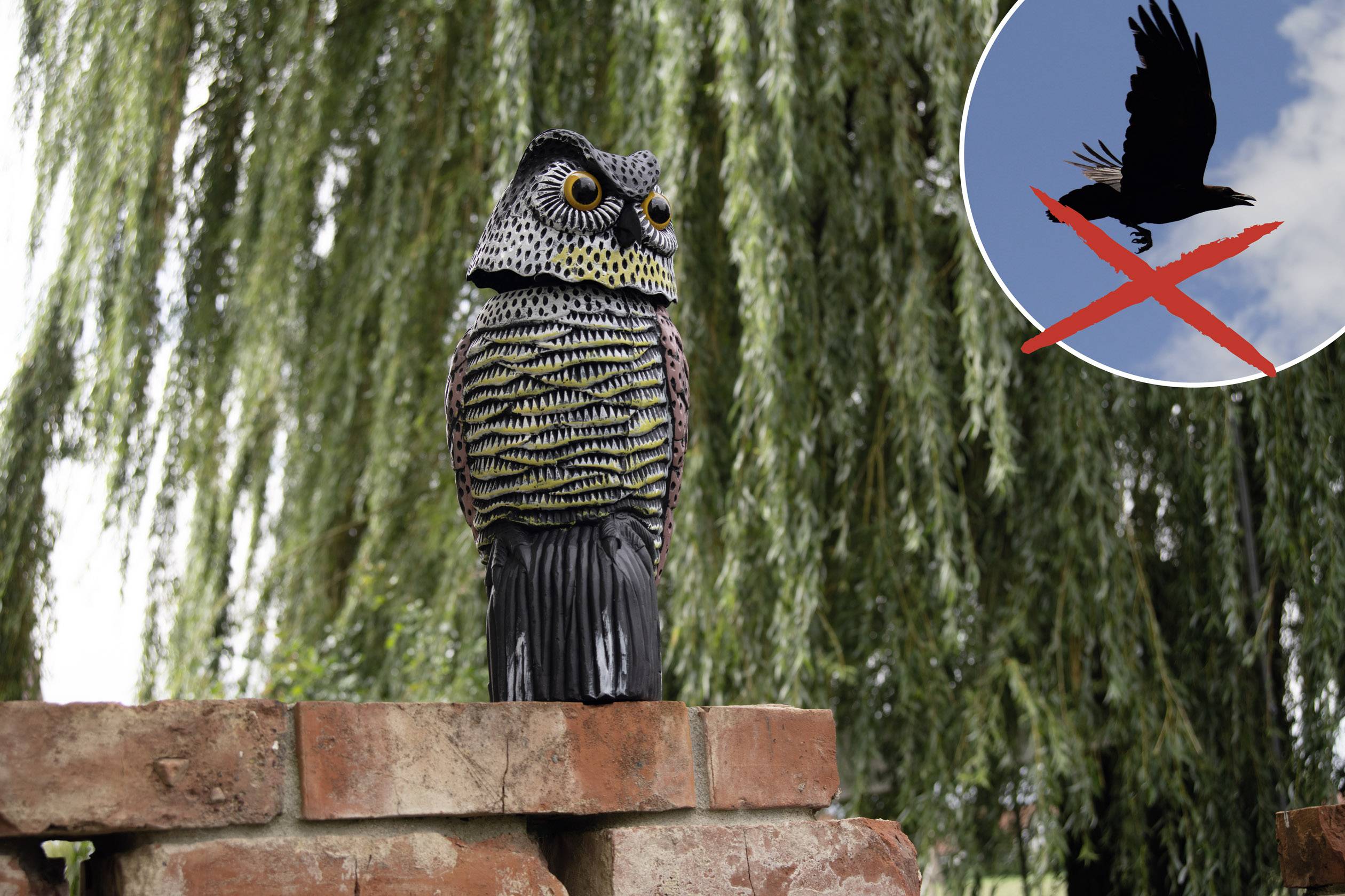 Una figura di gufo è seduta su un muro. Sullo sfondo sono visibili degli alberi. Un uccello che incrocia la sua traiettoria in un cerchio simboleggia la difesa.
