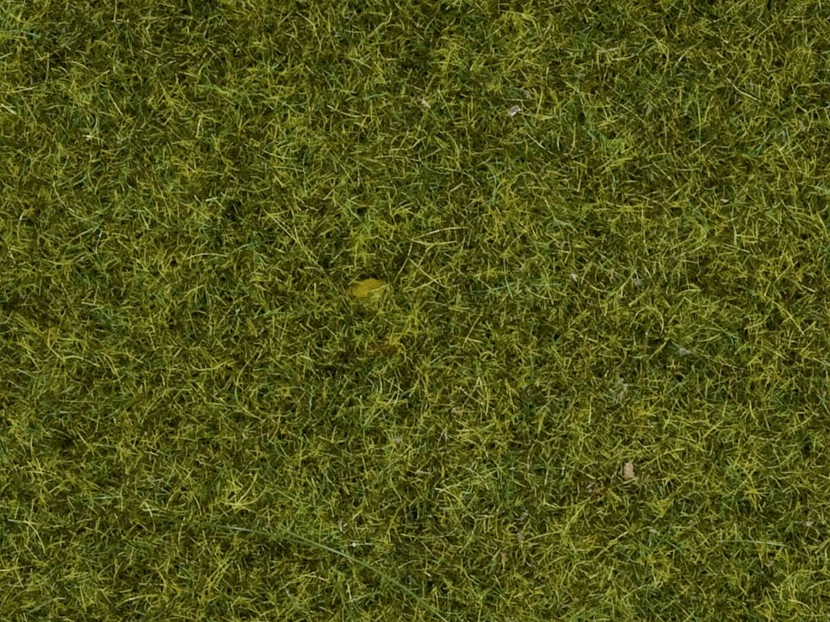 Superficie erbosa verde con sparse foglie gialle sul terreno.