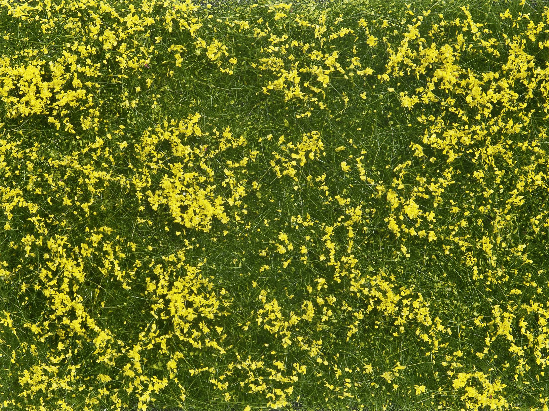 Fiori gialli sono sparsi su un prato verde, creando una vista vivace e ricca di contrasti.
