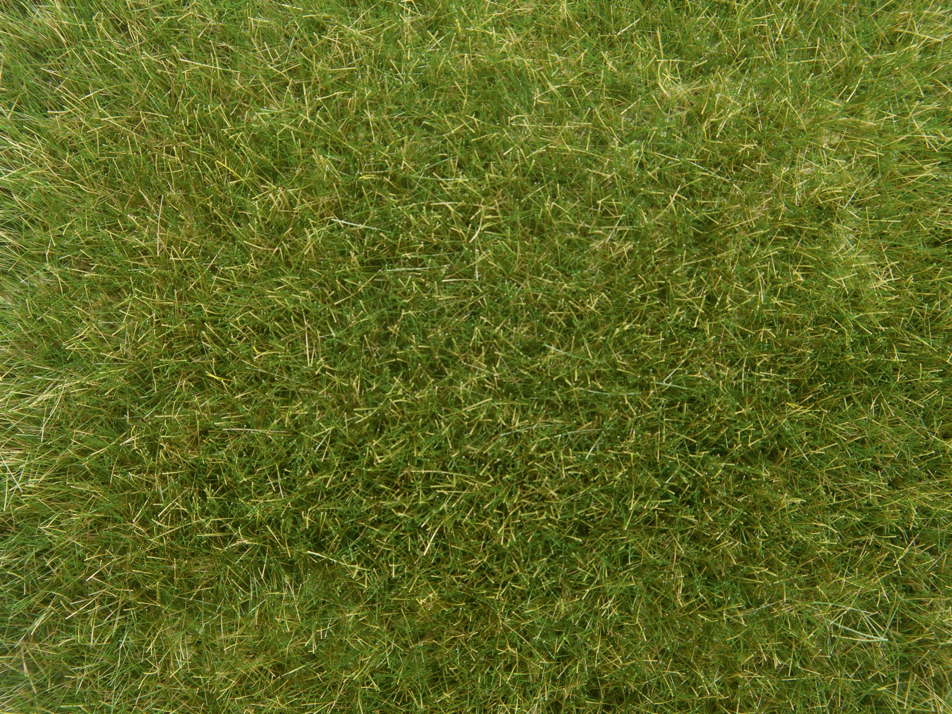 Superficie erbosa densa e verde con struttura uniforme.