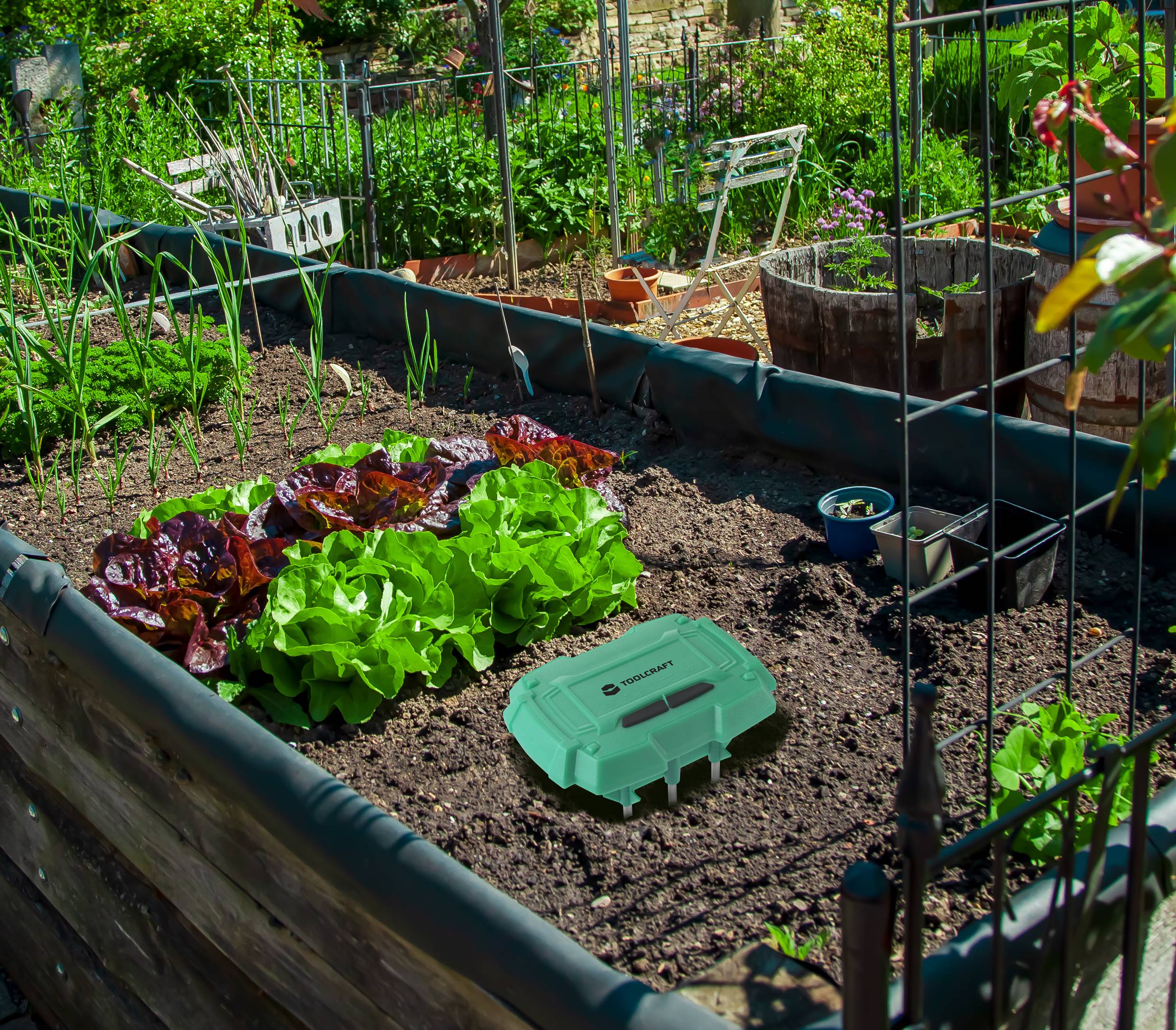 Un piccolo orto con insalata fresca e cipolle in aiuole rialzate, circondato da accessori da giardino e un contenitore verde in primo piano.