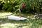 Un tubo da giardino è collegato a un serbatoio d'acqua da cui l'acqua scorre sul prato per irrigare le piante.