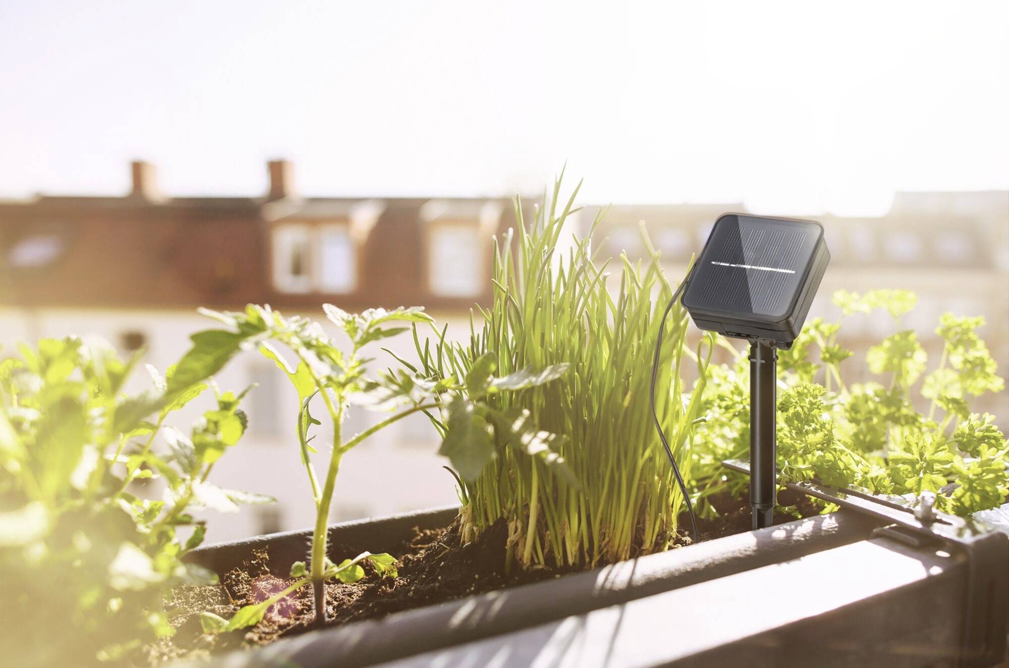 Piante in un giardino urbano sul balcone, illuminate dal sole con un piccolo pannello solare per l'alimentazione sullo sfondo.