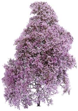 Busch 3587 Cespuglio primavera  Viola, Fiorente